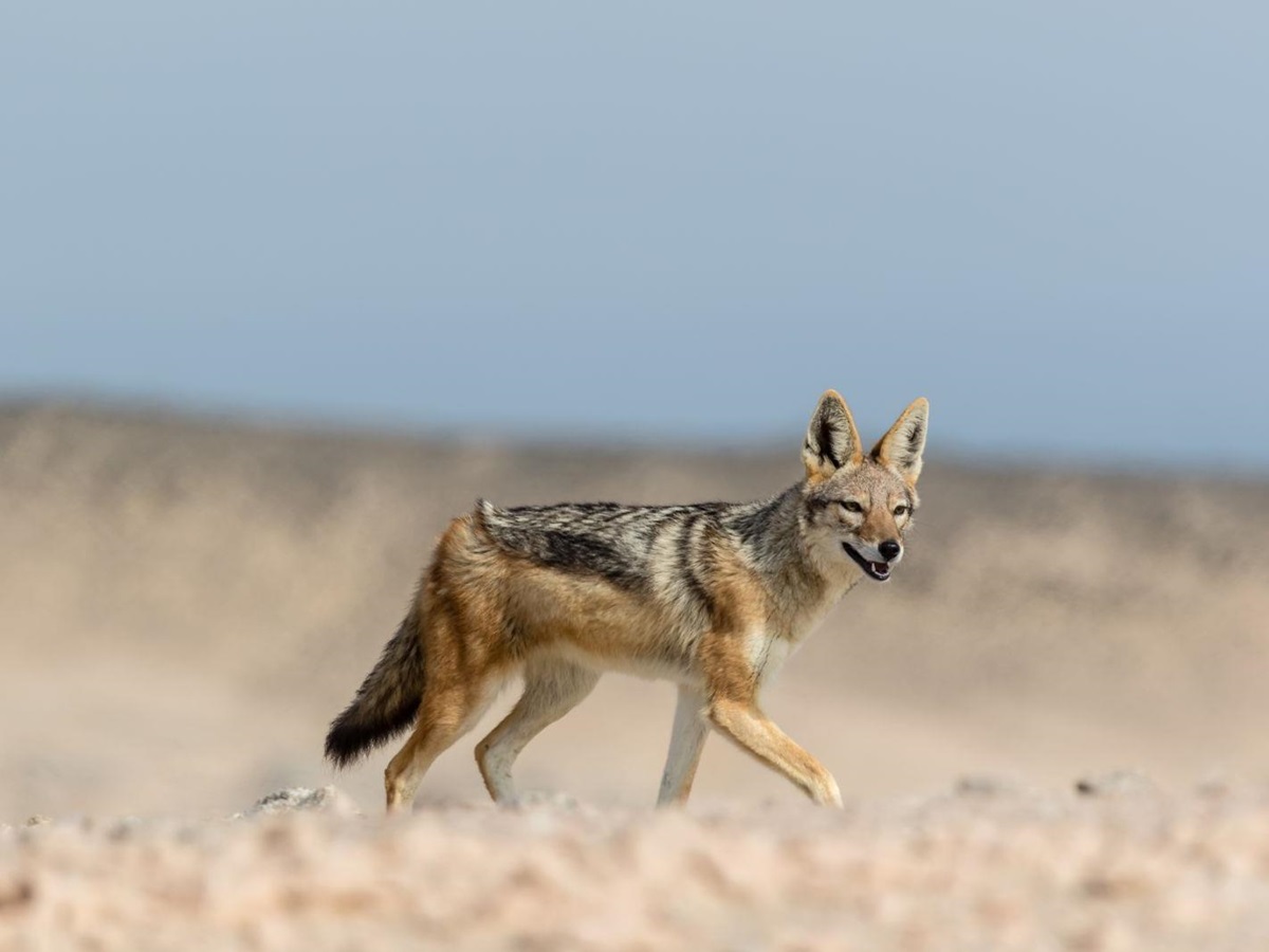 A black-backed jackal in the Skeleton Coast National Park, Namibia