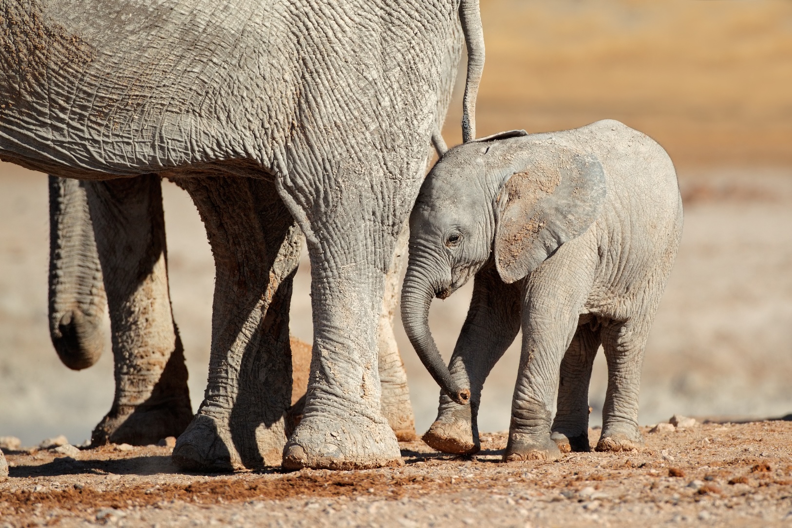 Baby elephant with mother in Namibia
