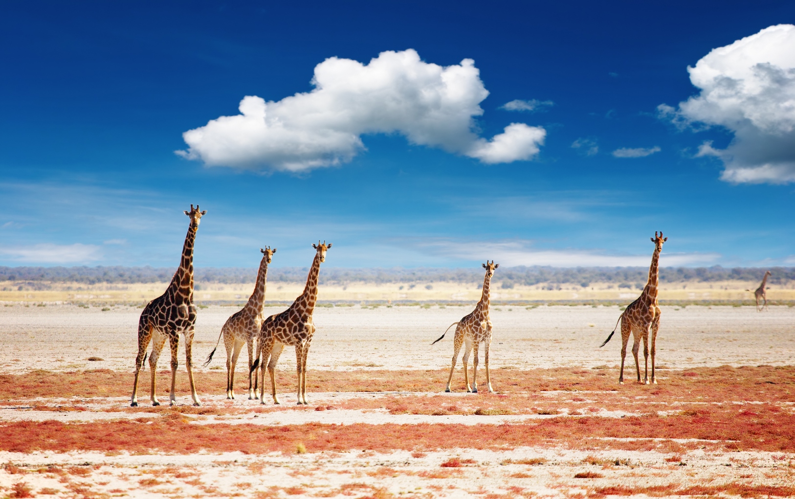 Giraffes in Etosha National Park