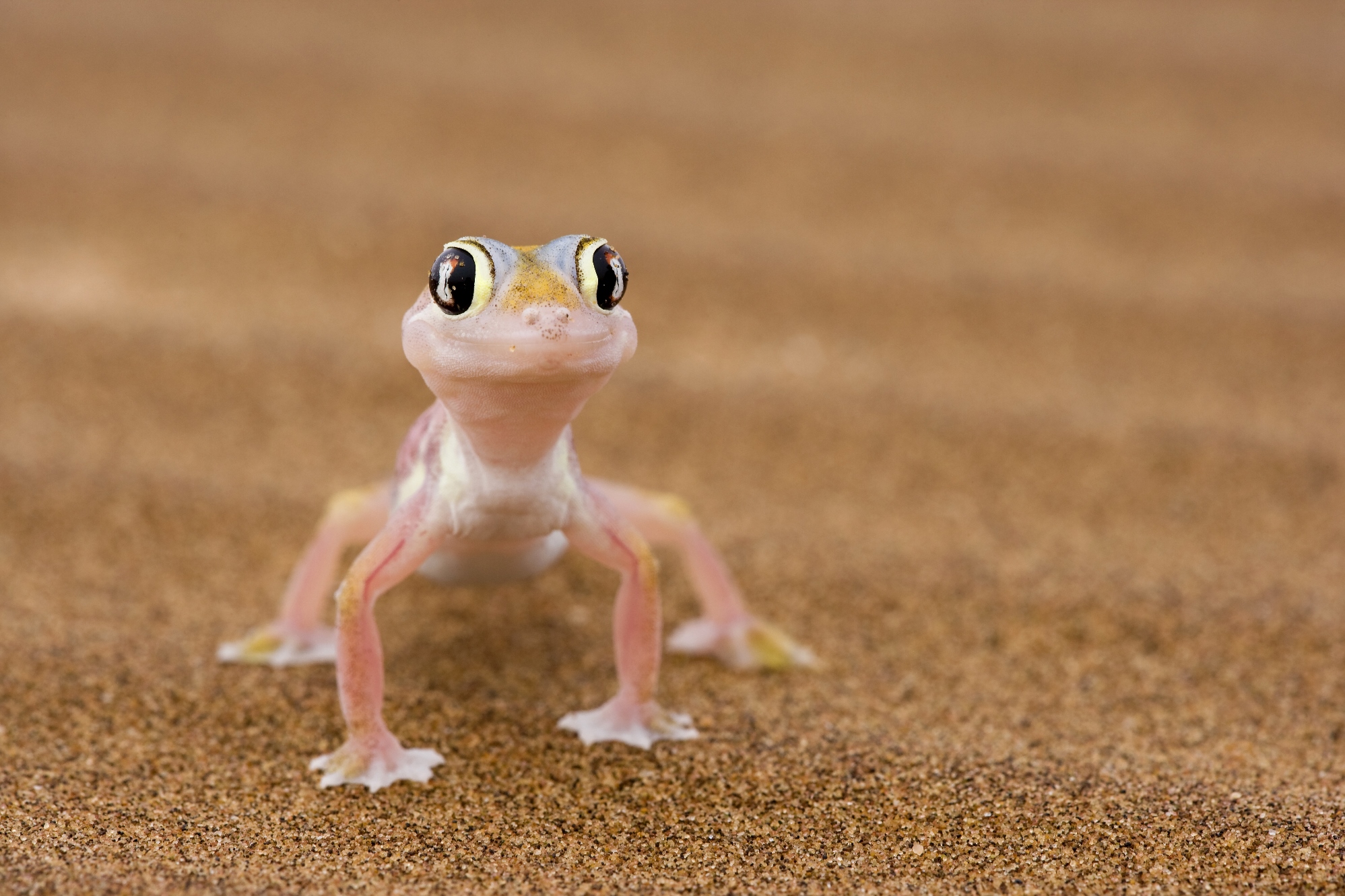 A gecko in Namibia