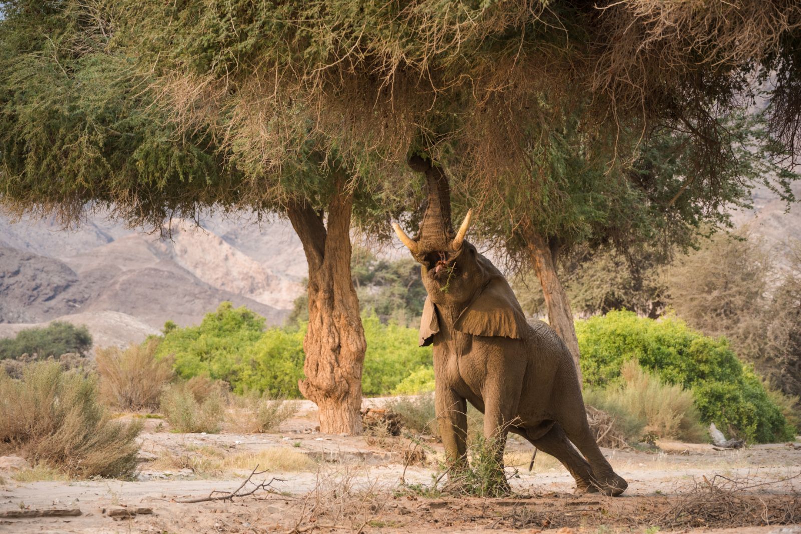Elephant stretching to eat foliage in the Hoanib Valley in Namibia