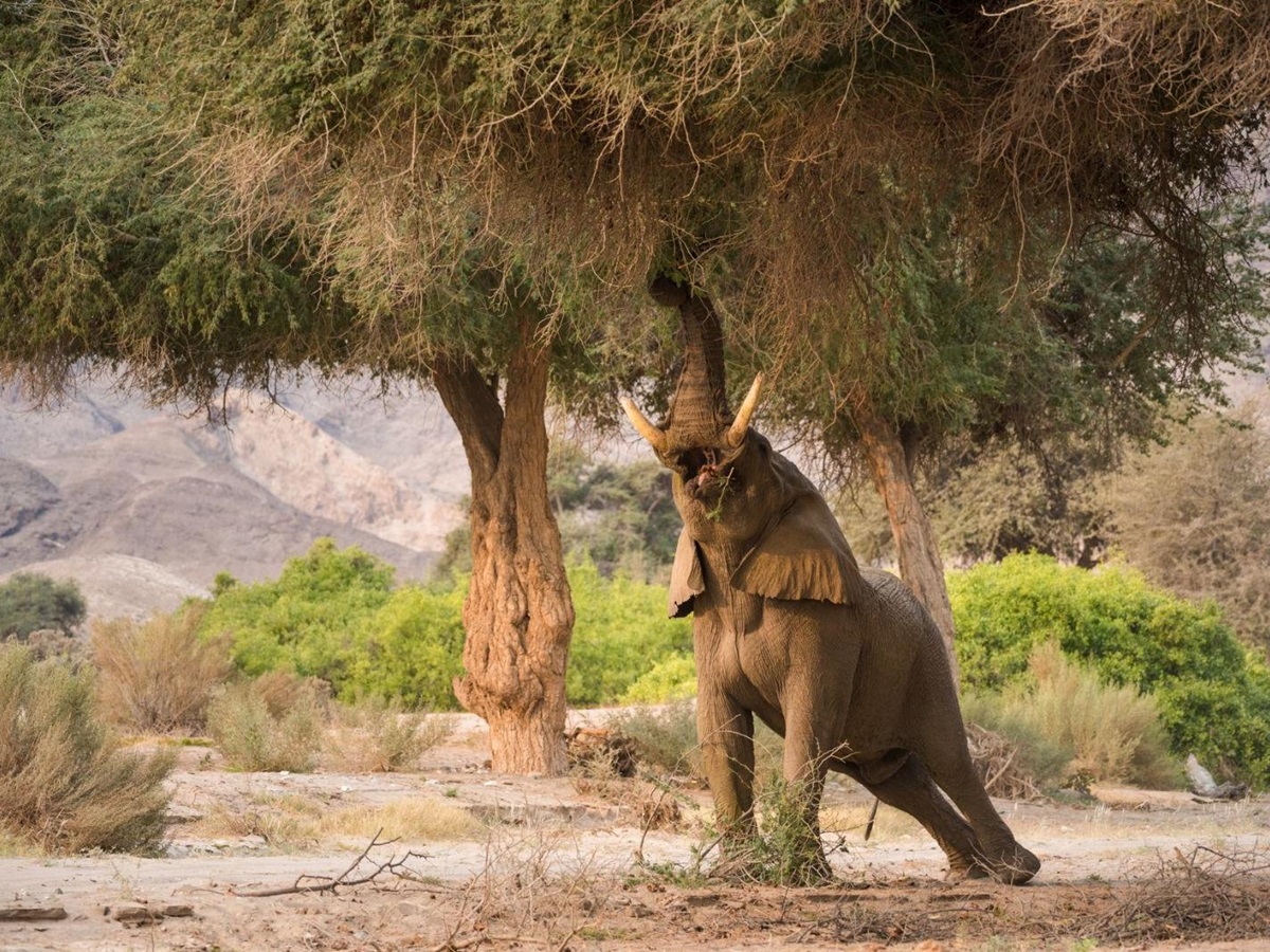 Elephant stretching to eat foliage in the Hoanib Valley in Namibia