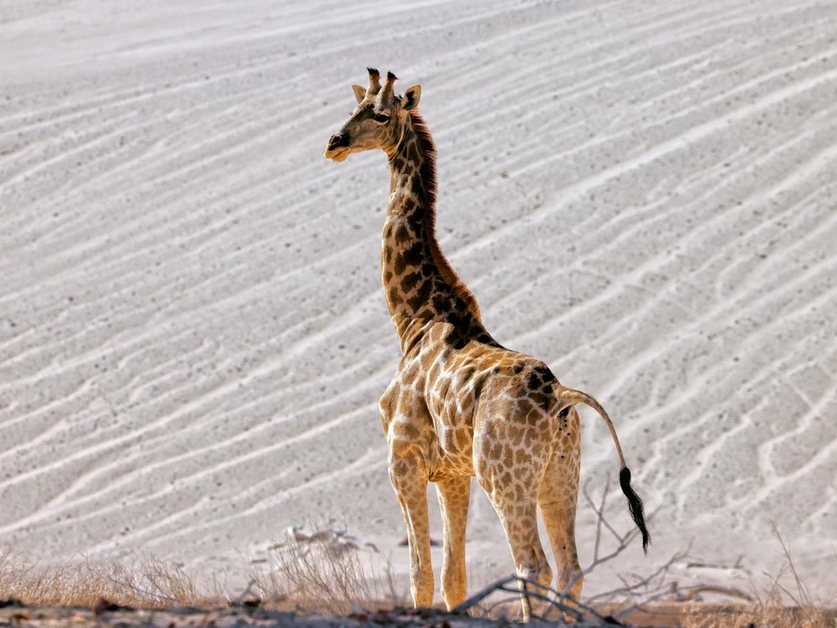 Giraffe in the dunes in the Hoanib Valley in Namibia