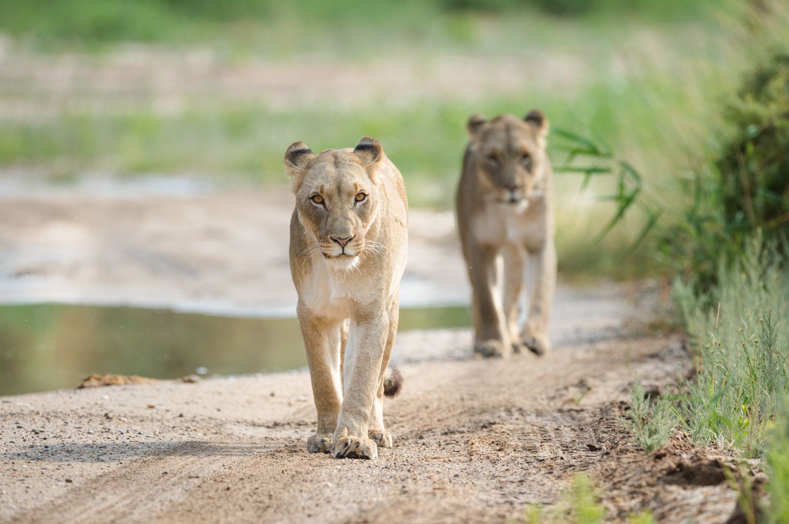 Desert-adapted lions in the Hoanib Valley in Namibia