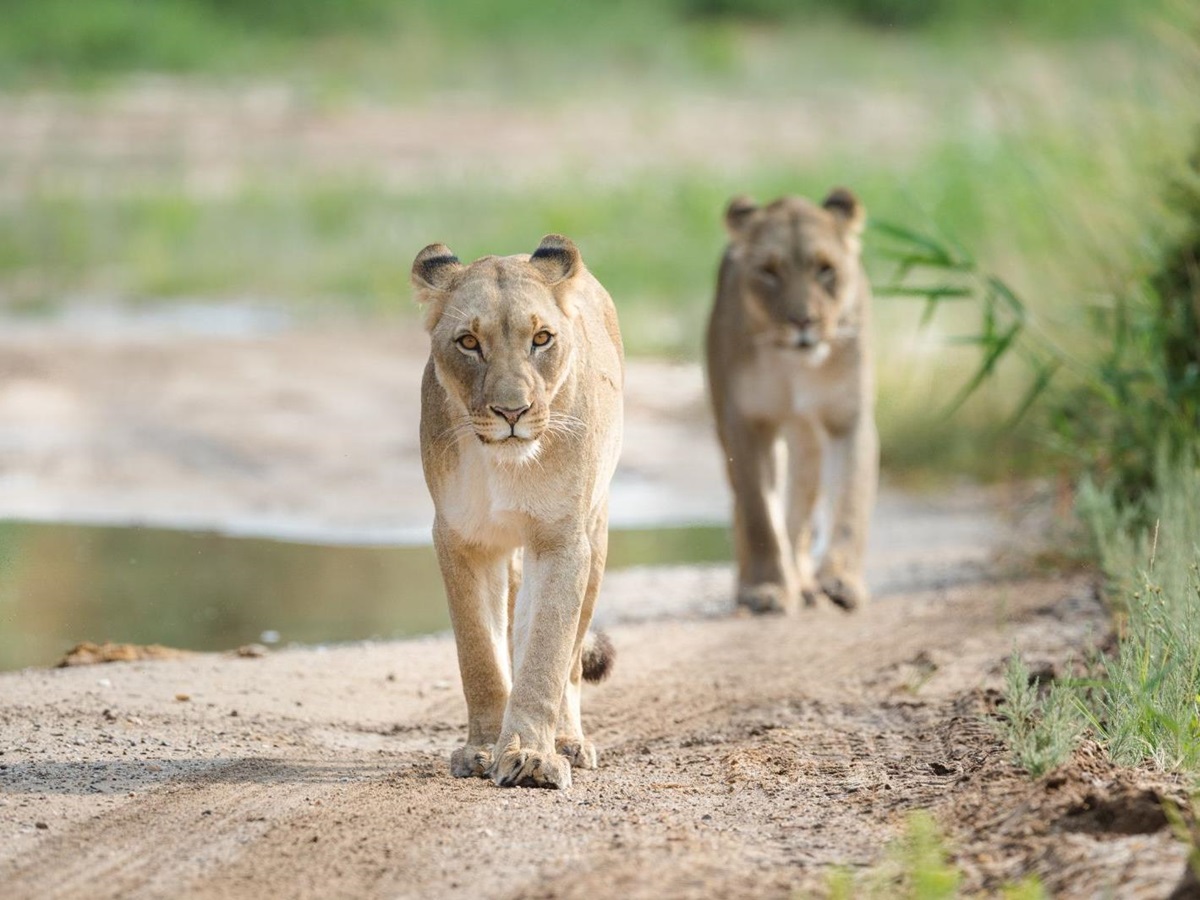 Desert-adapted lions in the Hoanib Valley in Namibia