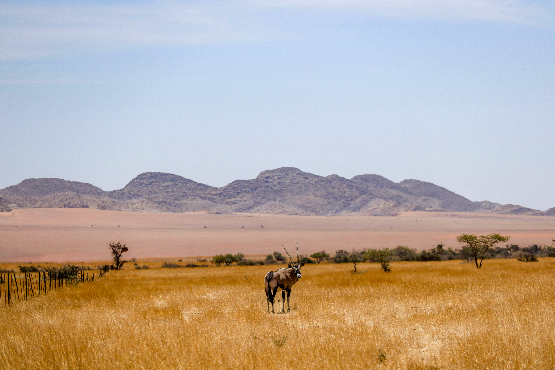 An oryx spotted on the plains of Kaokoland in Kunene