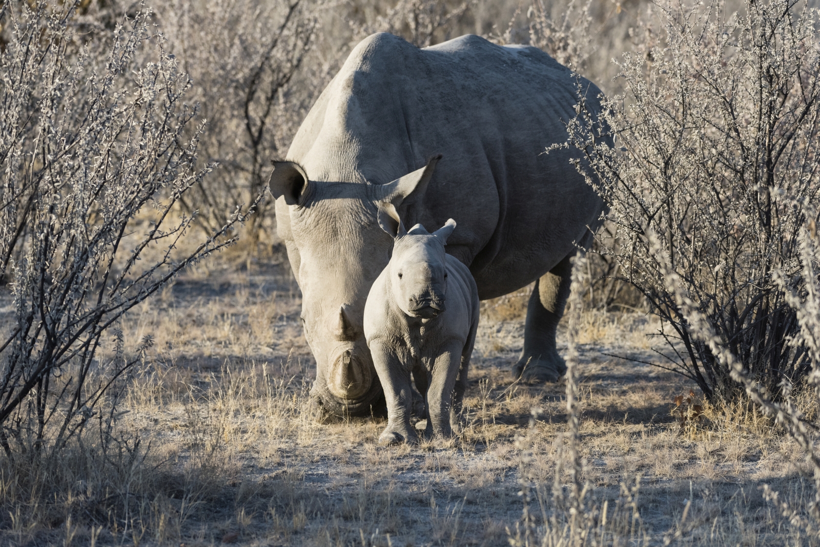White rhino with calf at Ongava
