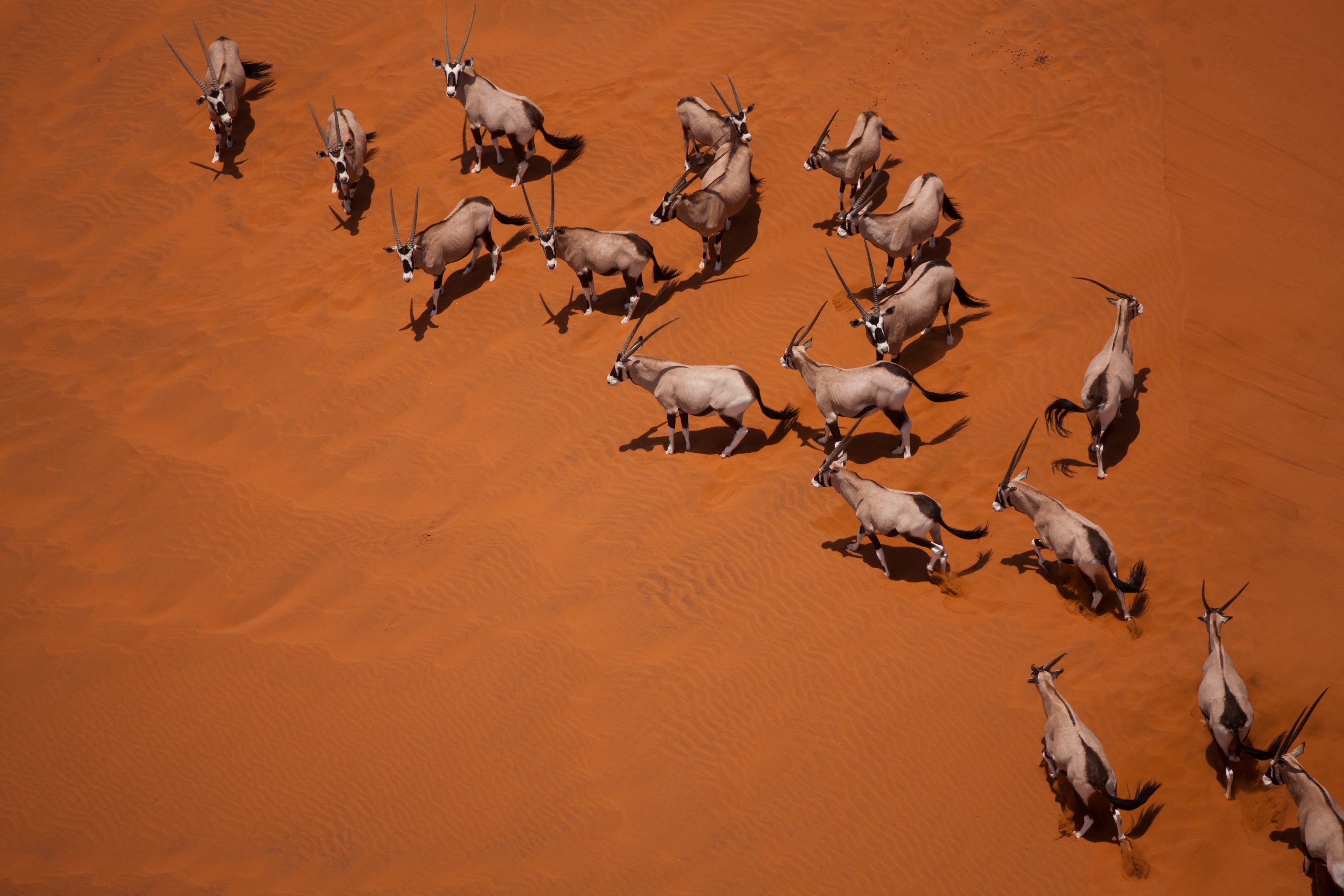 Namibian Oryx