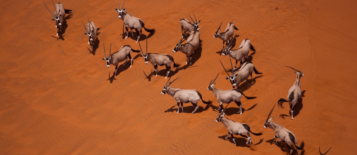Namibian oryx