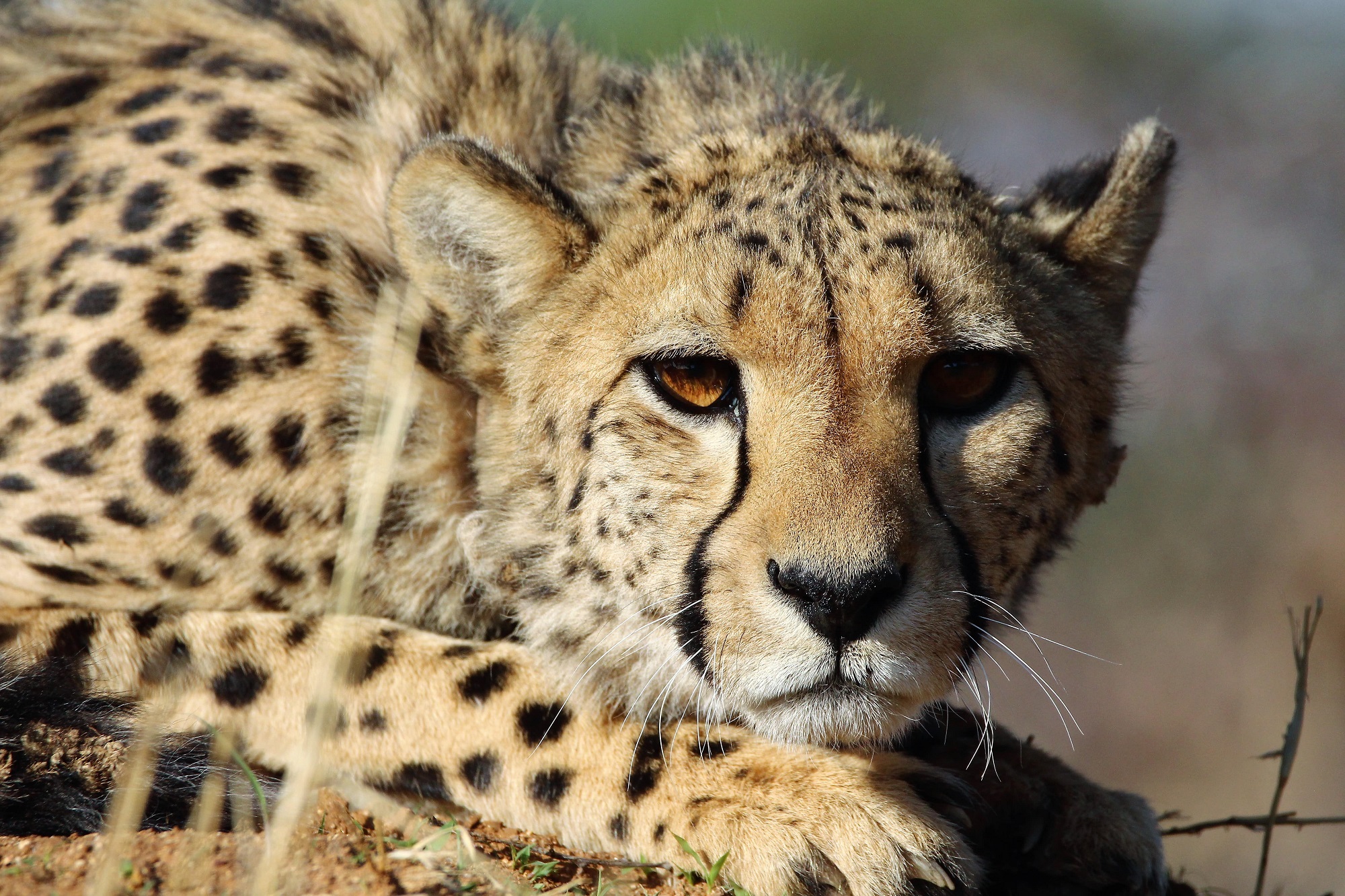 Okonjima Leopards, Namibia