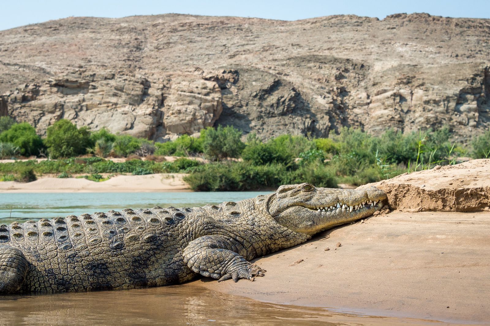 Crocodile on the Kunene riverbank in Namibia