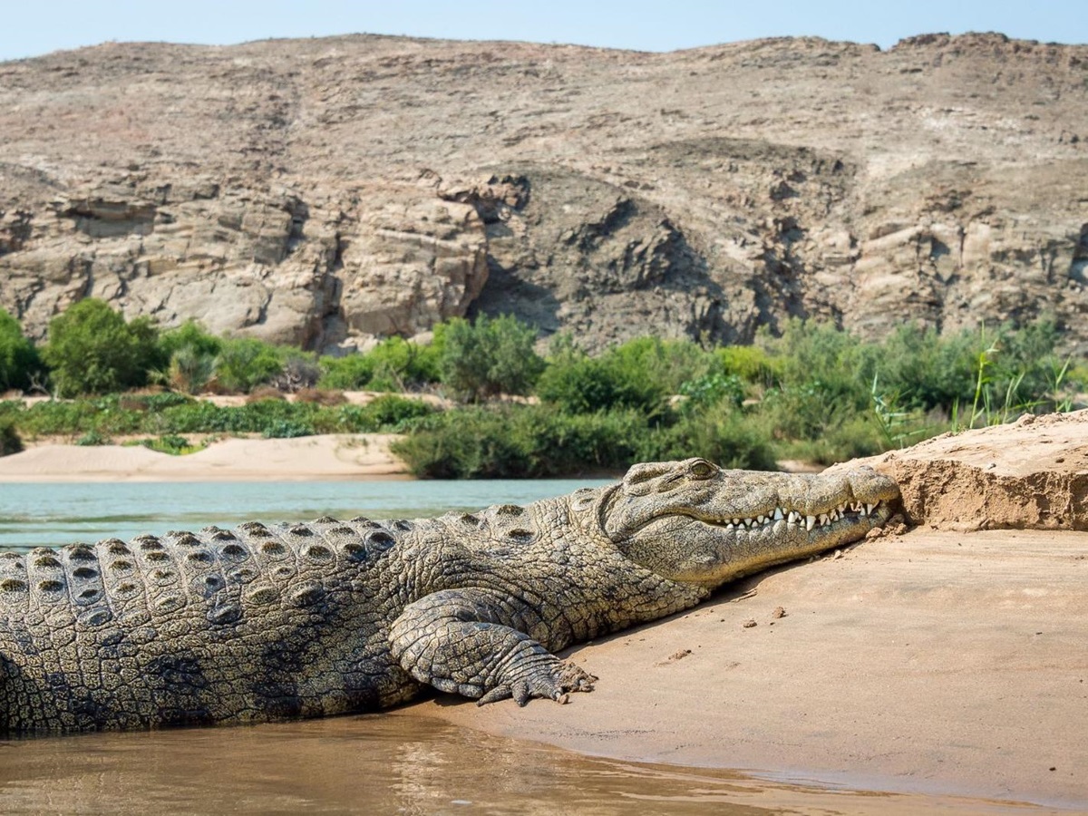 Crocodile on the Kunene riverbank in Namibia