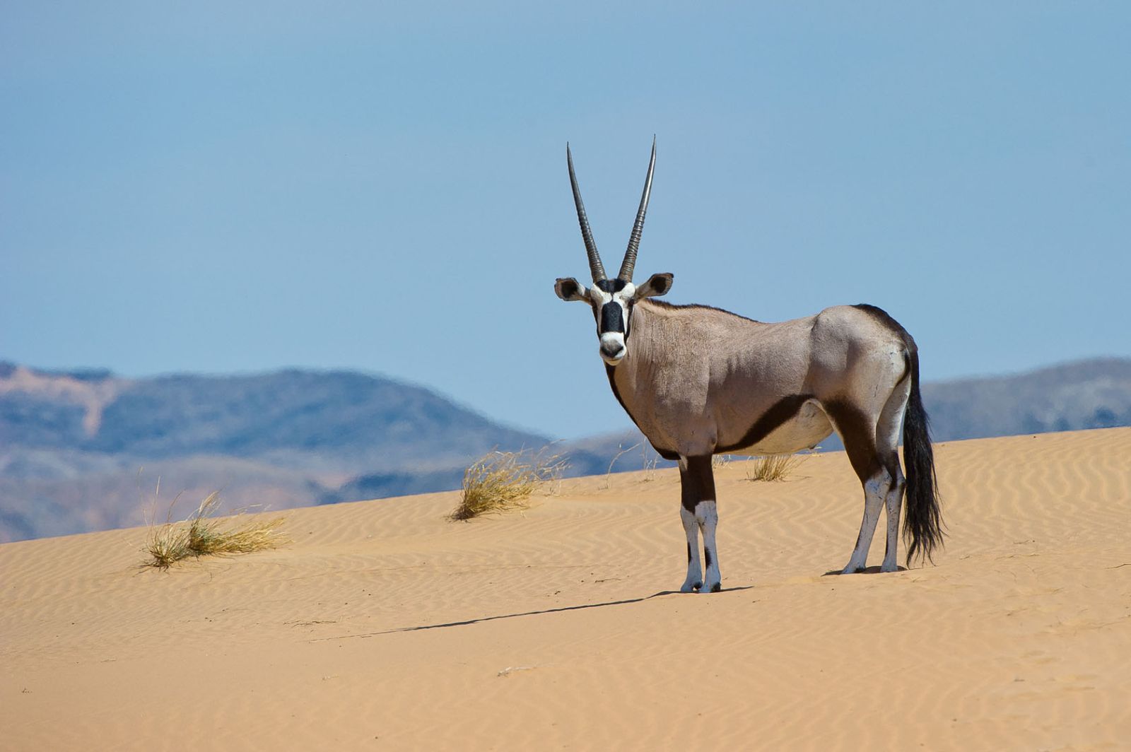 Oryx in the Namibian desert