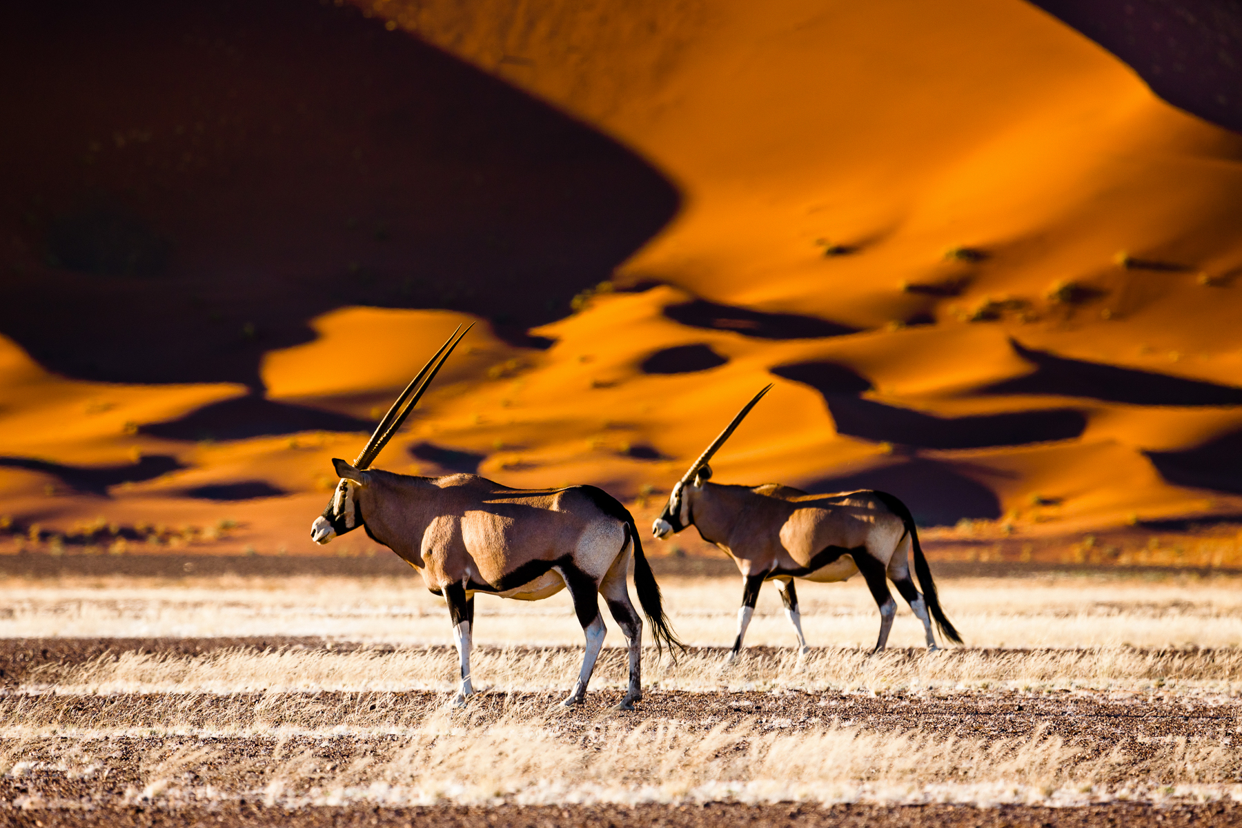 Oryx in Sossusvlei, Namibia