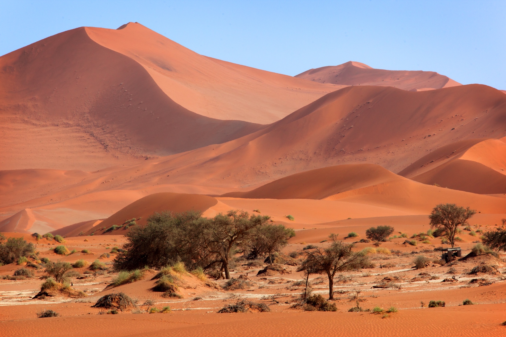 Sossusvlei  in Namibia with trees in the foreground