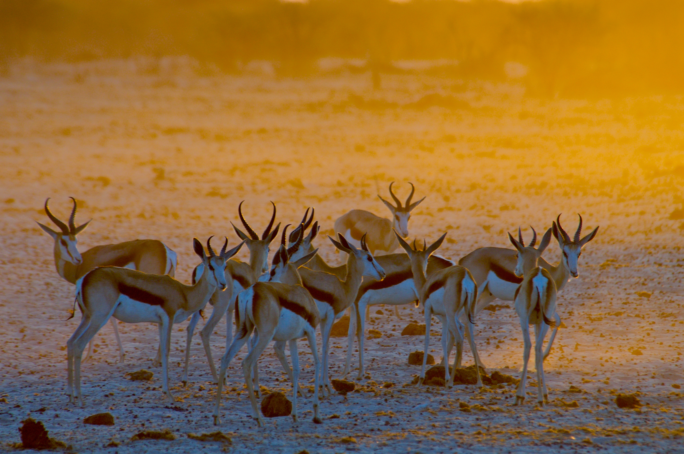 Springbok in Namibia