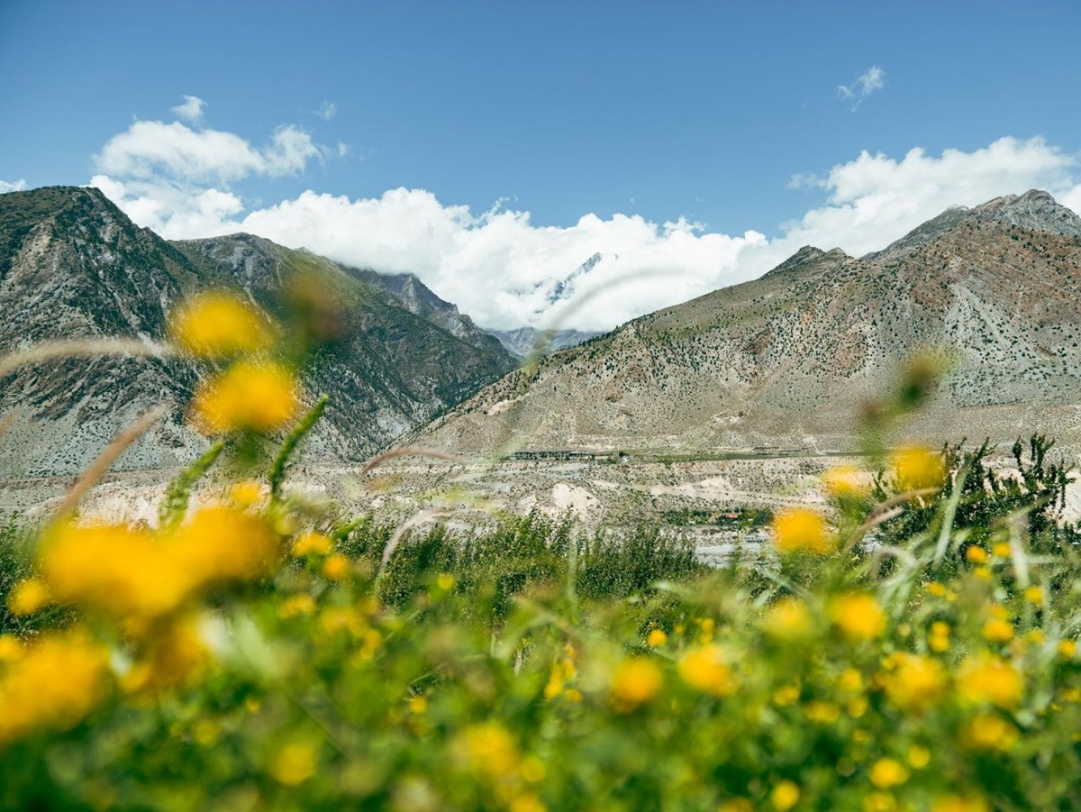 Flowers on the grounds of Shinta Mani Mustang in the Mustang province of Nepal
