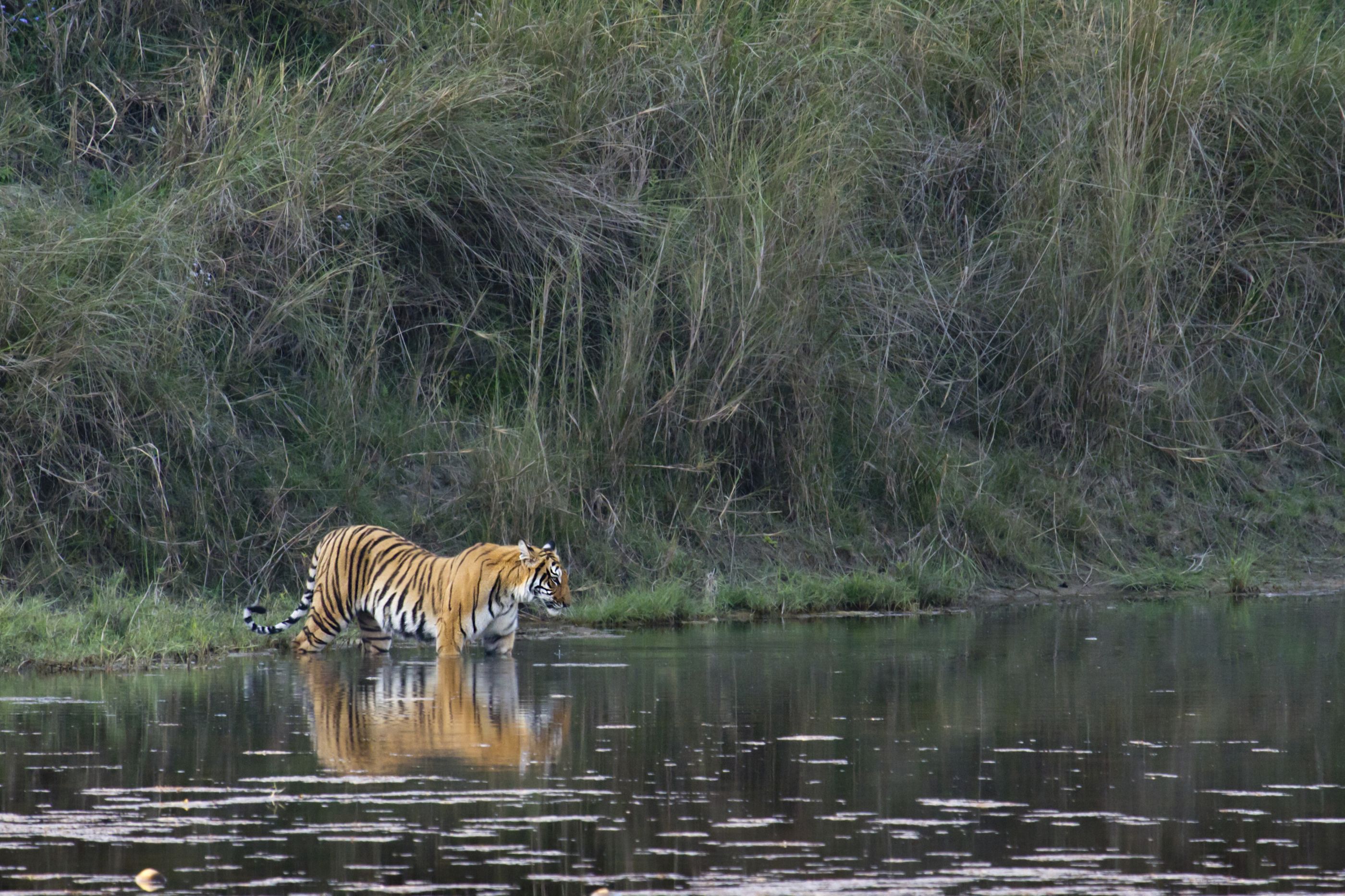 Bengal tiger, Nepal