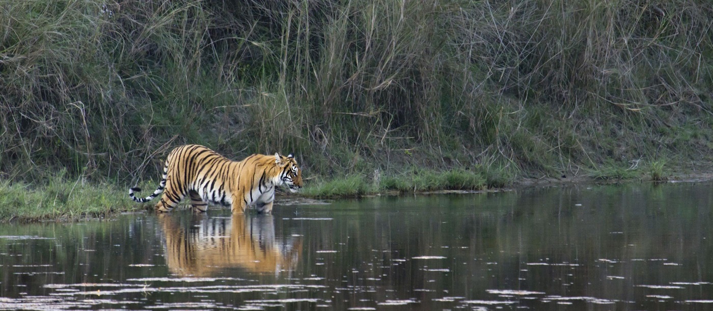 Bengal tiger, Nepal
