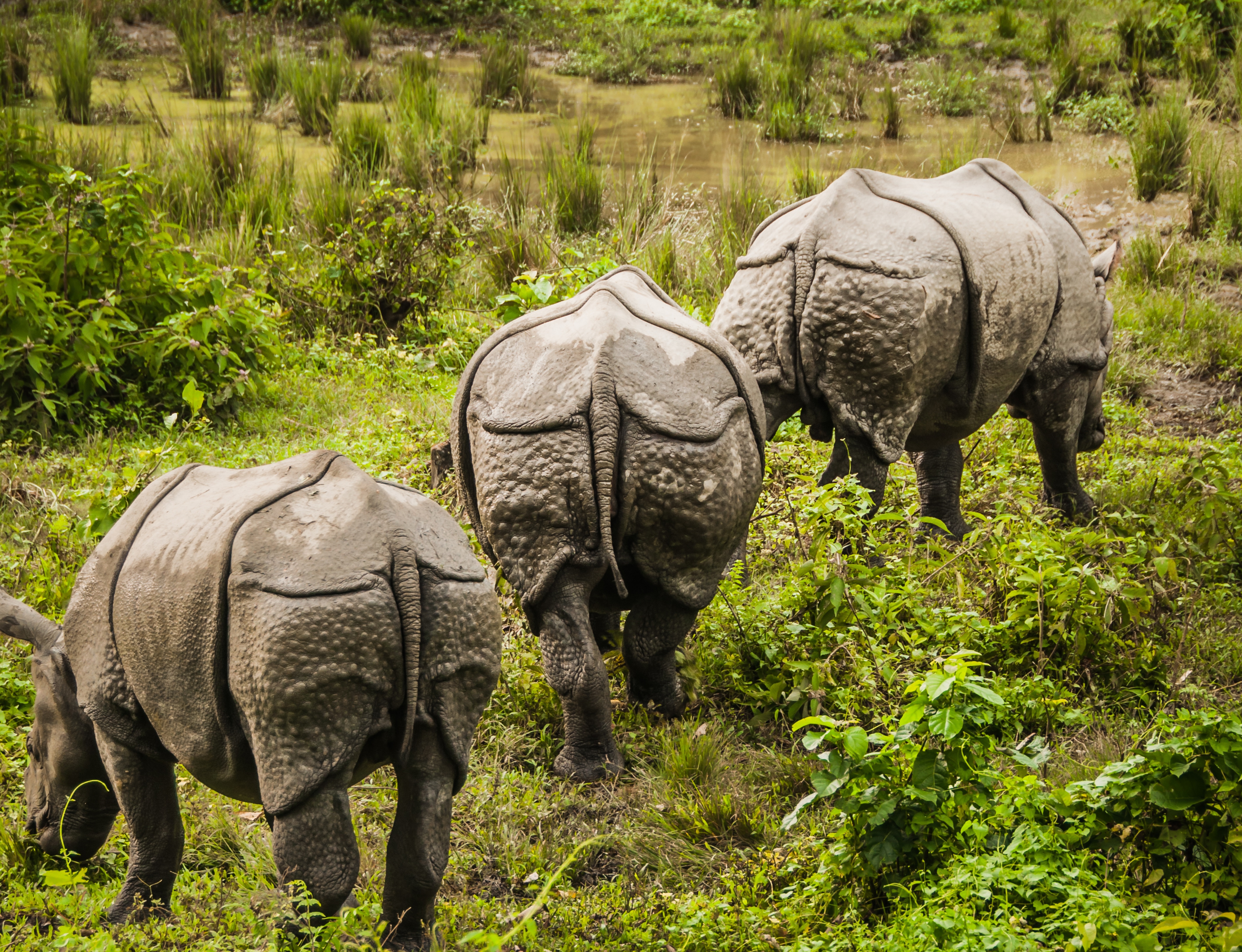 Rhinos in Chitwan Forest