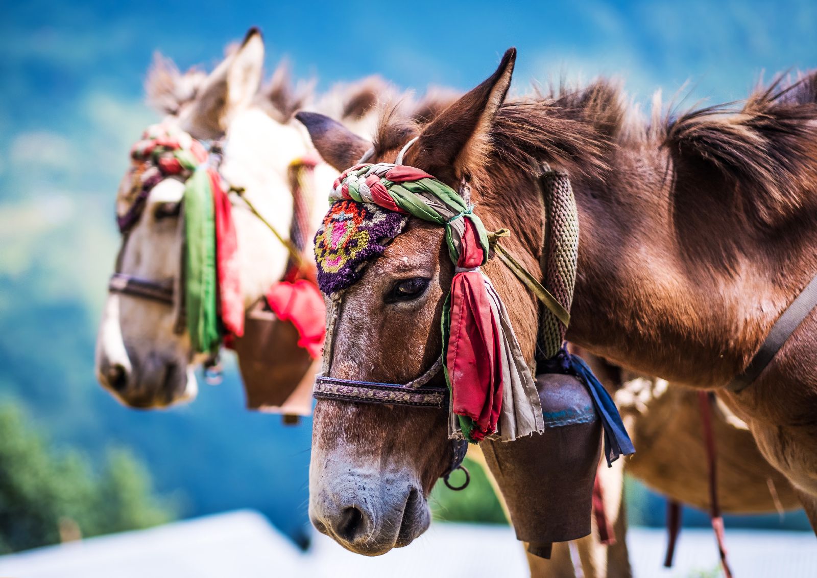 Horses in Mustang, Nepal