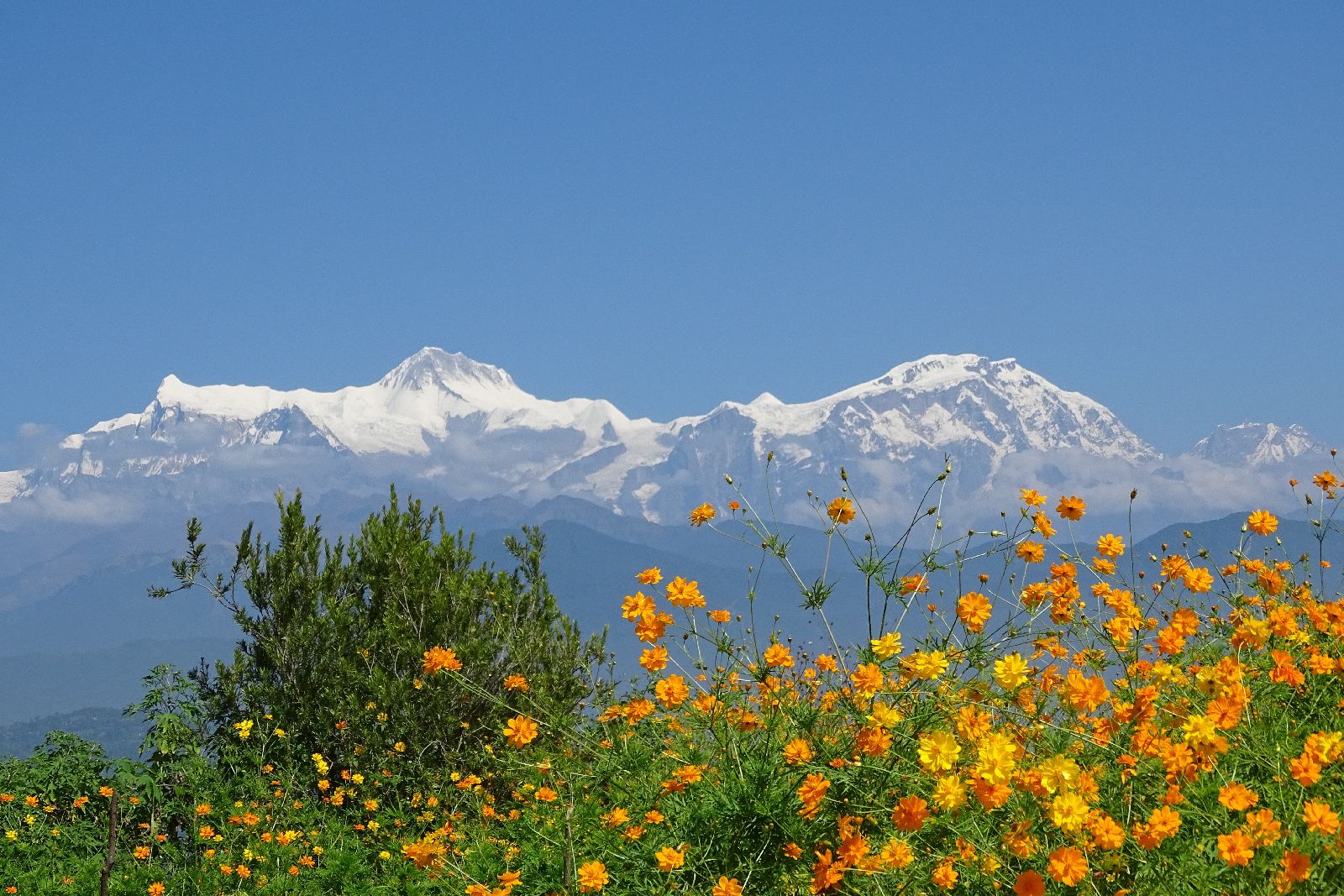 Wildflowers on the Annapurna circuit in Nepal