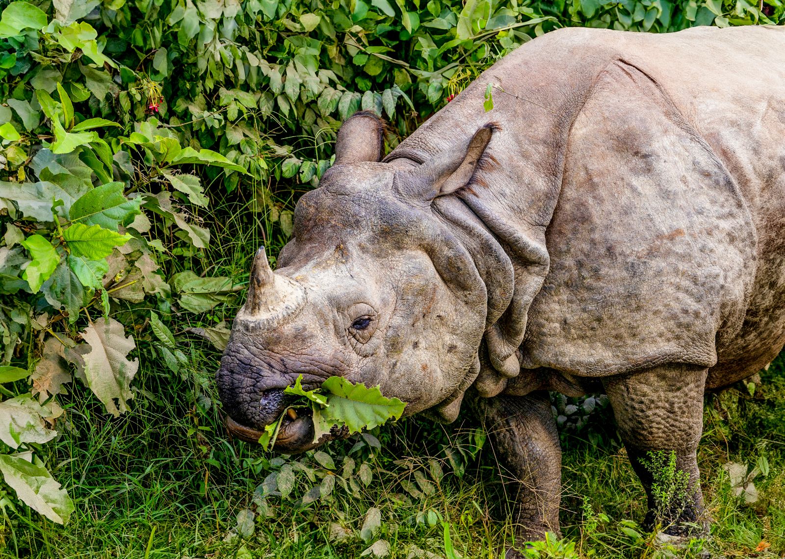 A rhino spotted in Chitwan National Park