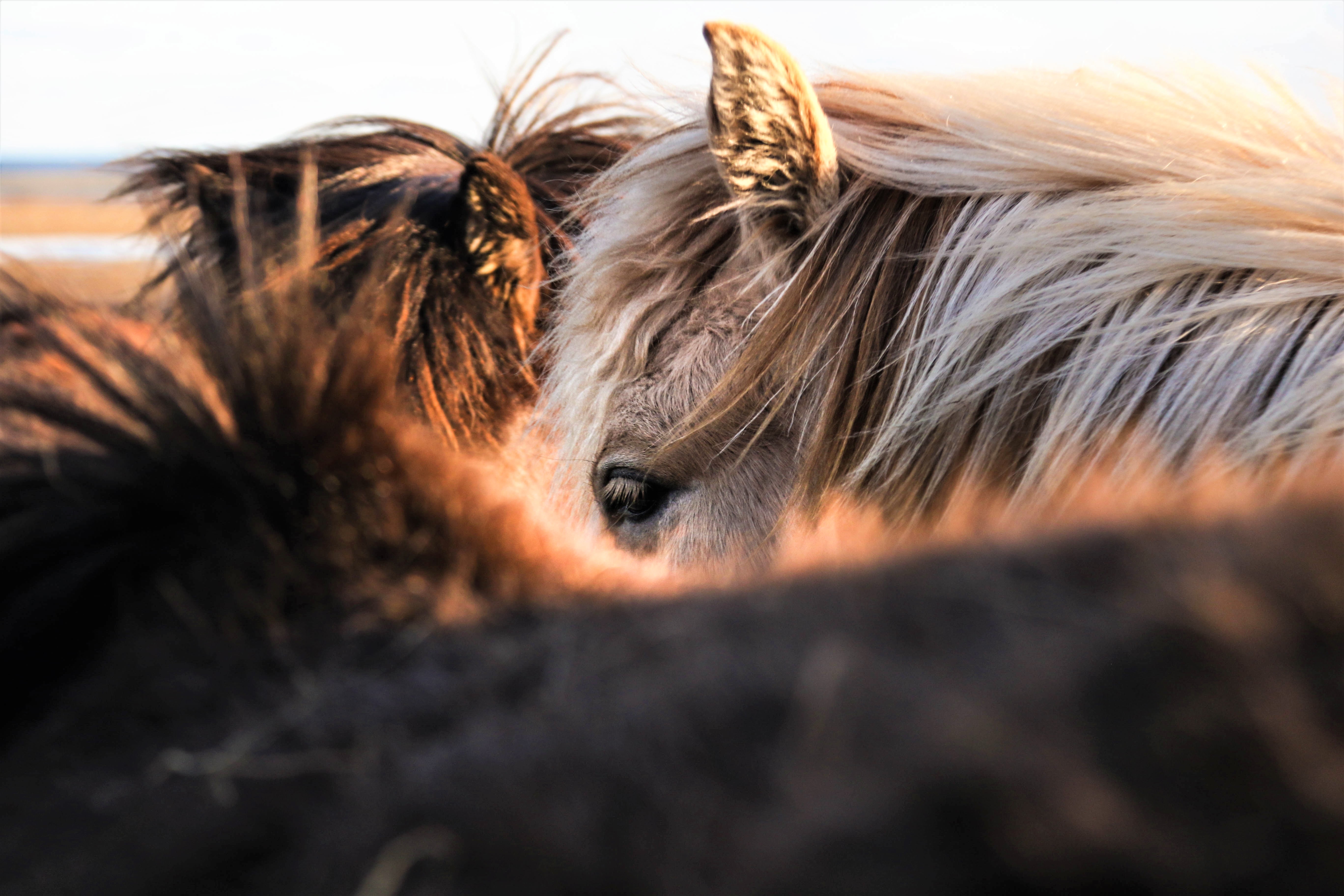 Wild horses in Nepal's Mustang district