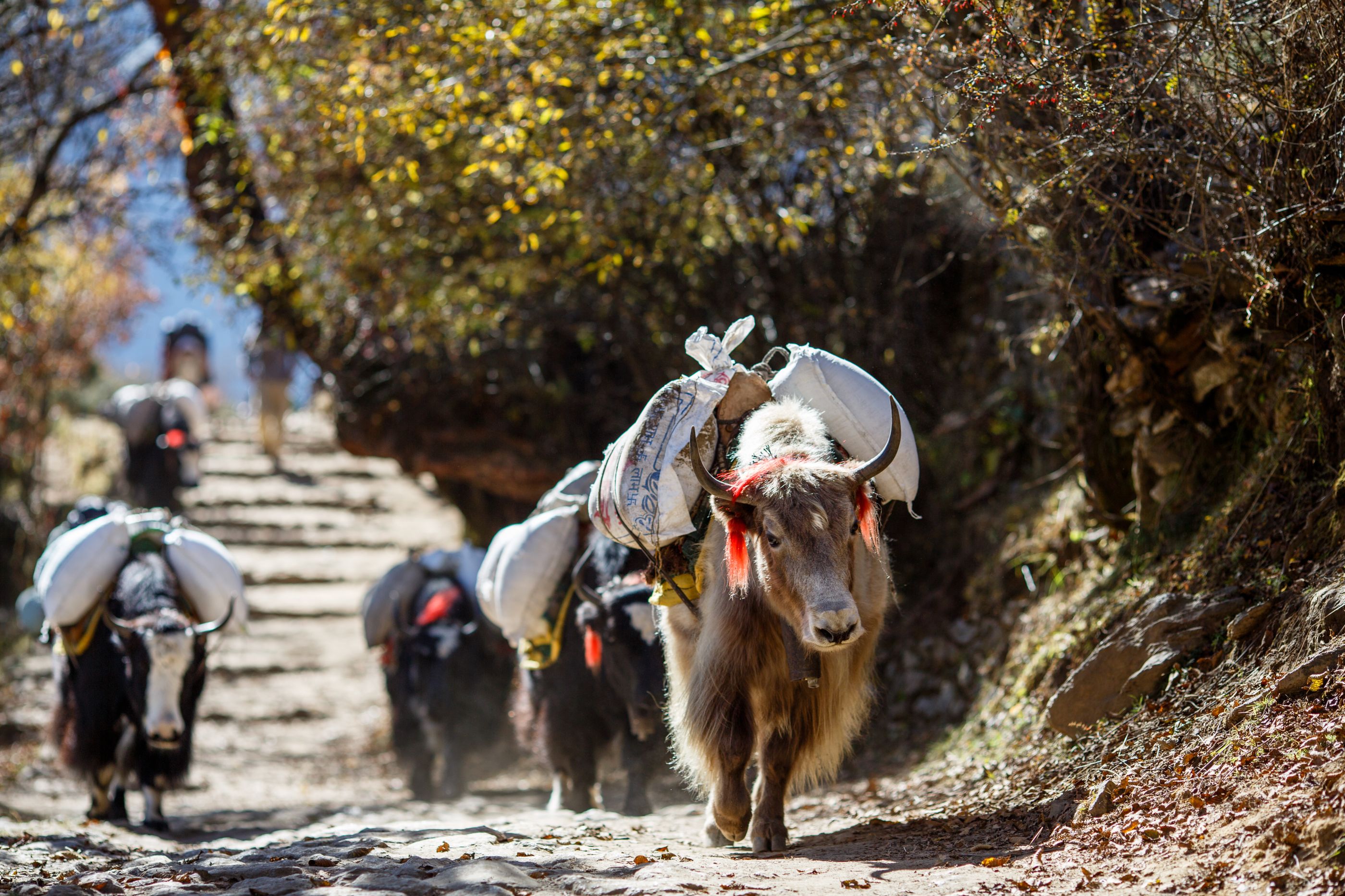 Yaks, Nepal
