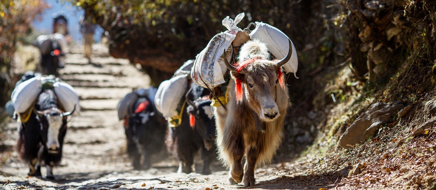 yaks, Nepal