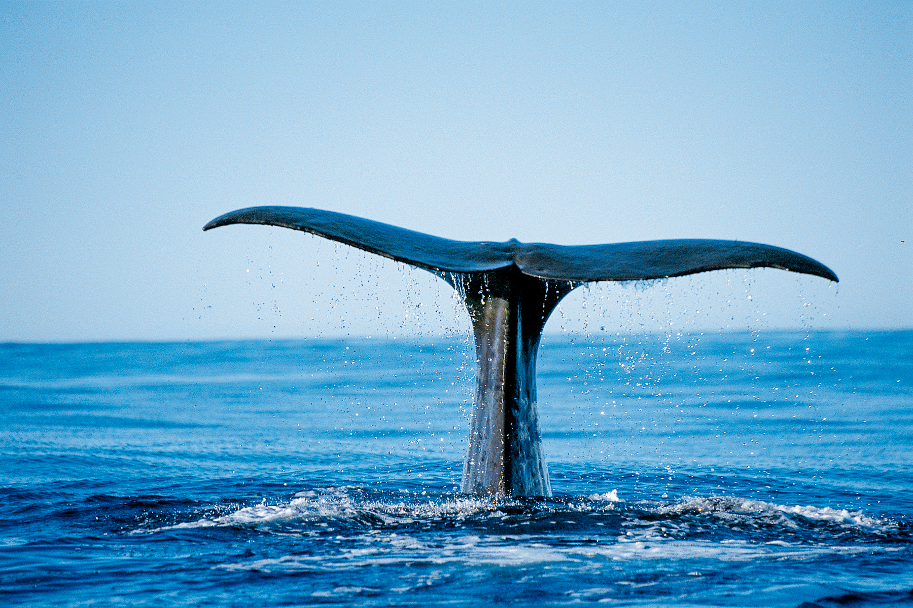 A whale spottd near at Hapuku Lodge & Tree Houses