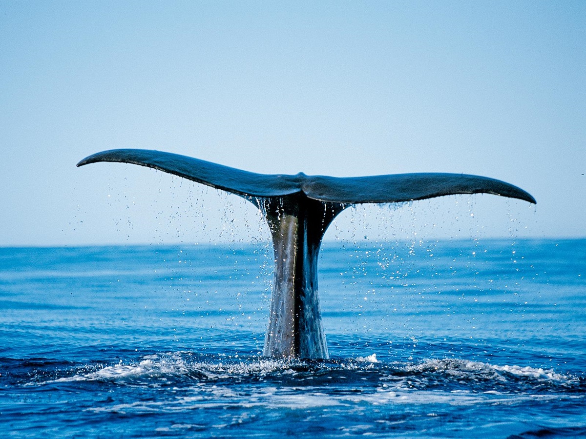 A whale spottd near at Hapuku Lodge & Tree Houses