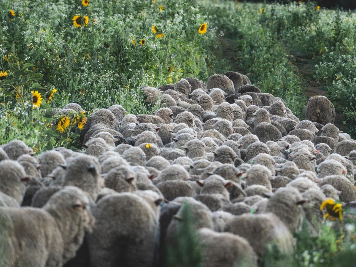 Sheep grazing in the fields at Lake Hawea Station New Zealand