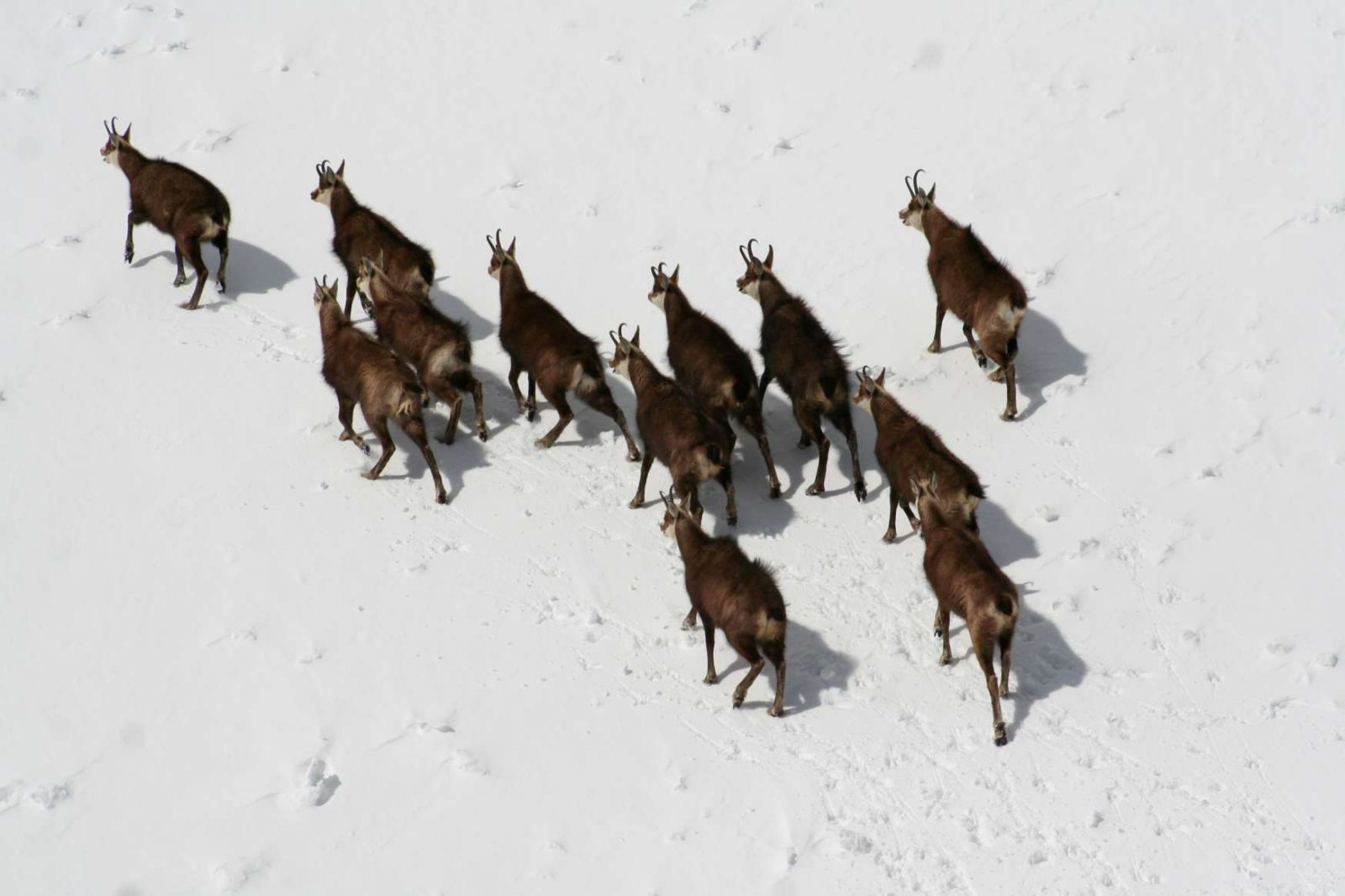 Chamois on the grounds of Minaret Station on New Zealand's South Island