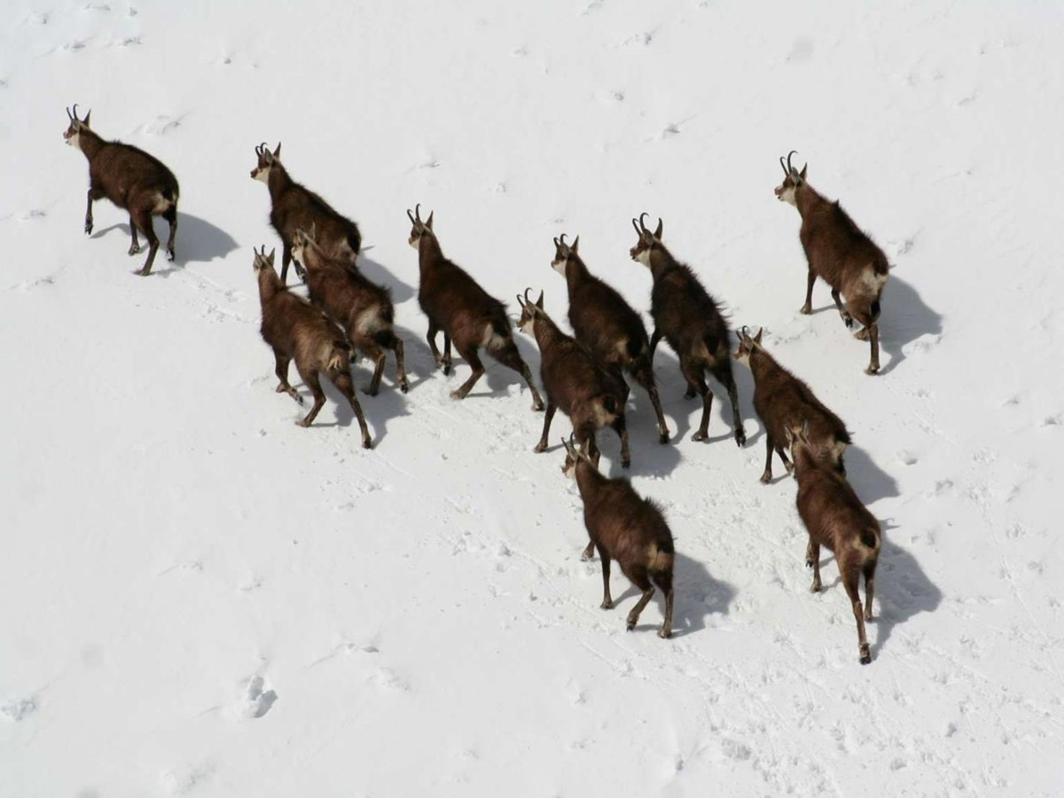 Chamois on the grounds of Minaret Station on New Zealand's South Island