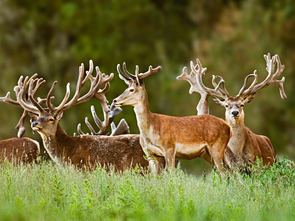 Stags on the grounds of Treetops Lodge & Estate in Rotorua, New Zealand