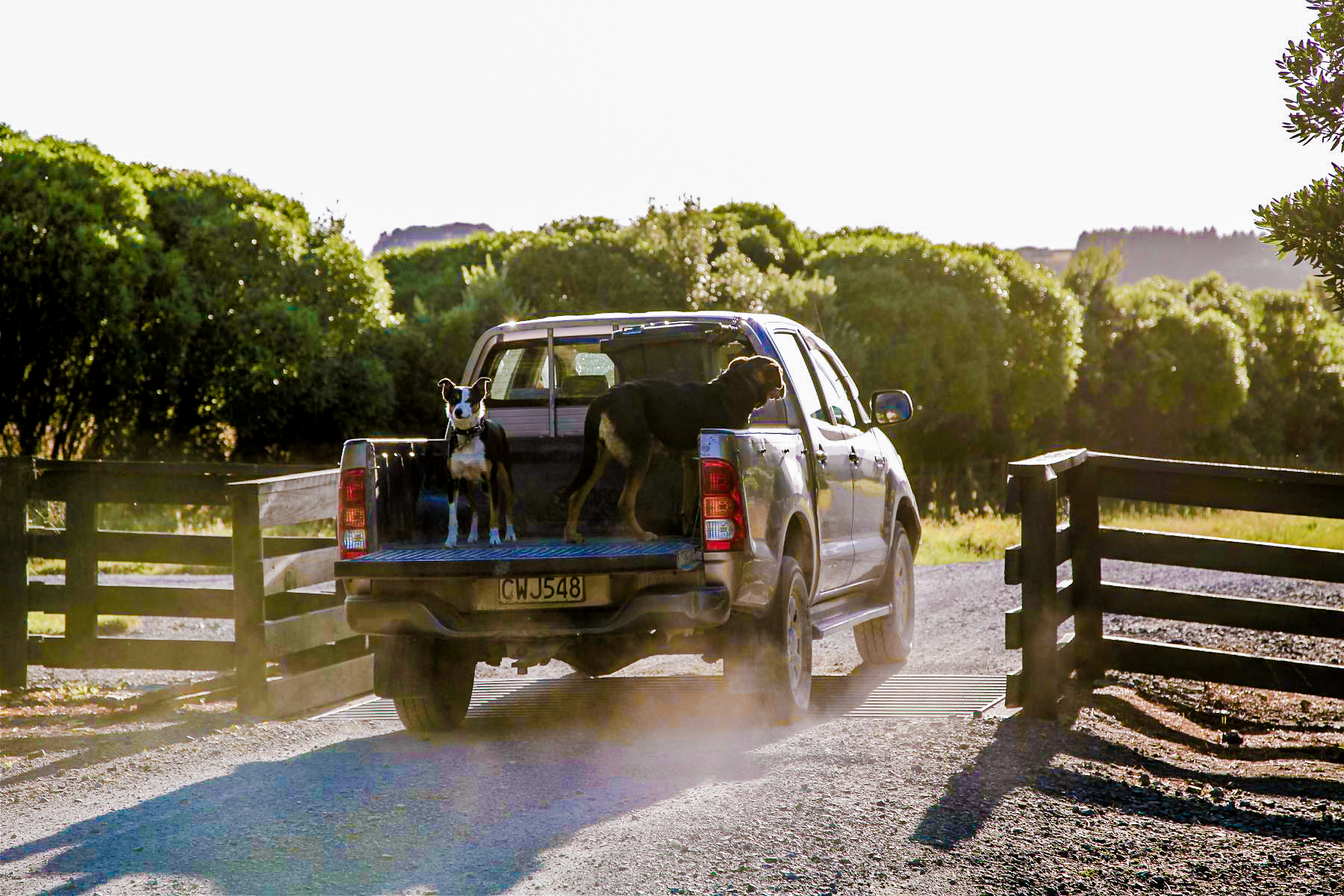 Dogs riding in the back of a car at Wharekauhau farm in New Zealand