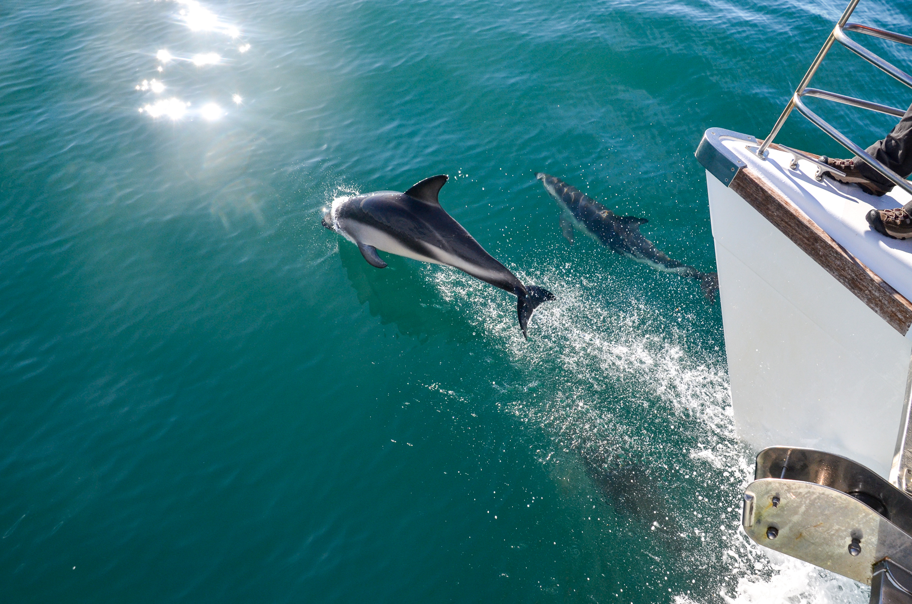 A dolphin encounter in Kaikoura