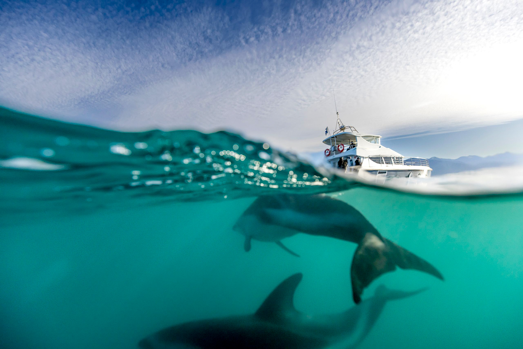 Dolphins spotted during a marine tour in Kaikoura