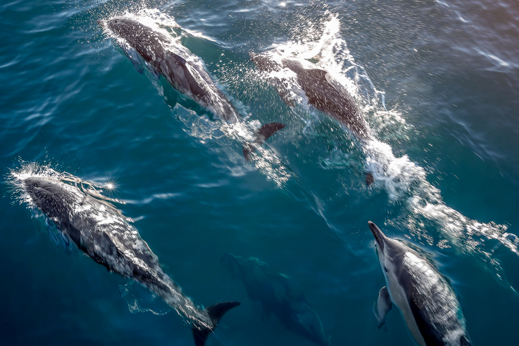 A pod of dolphins spotted in Kaikoura