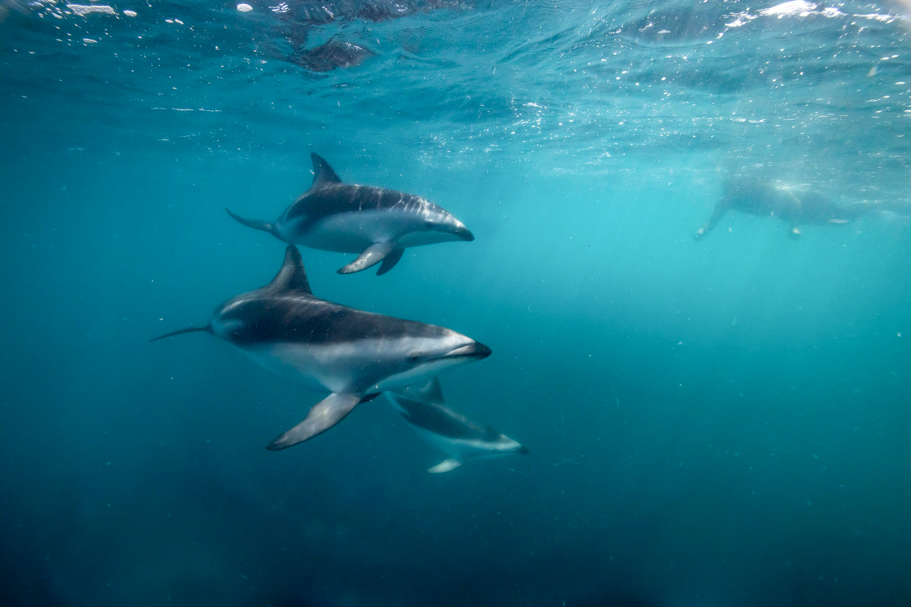 Dolphins spotted off the coast of Kaikoura in New Zealand