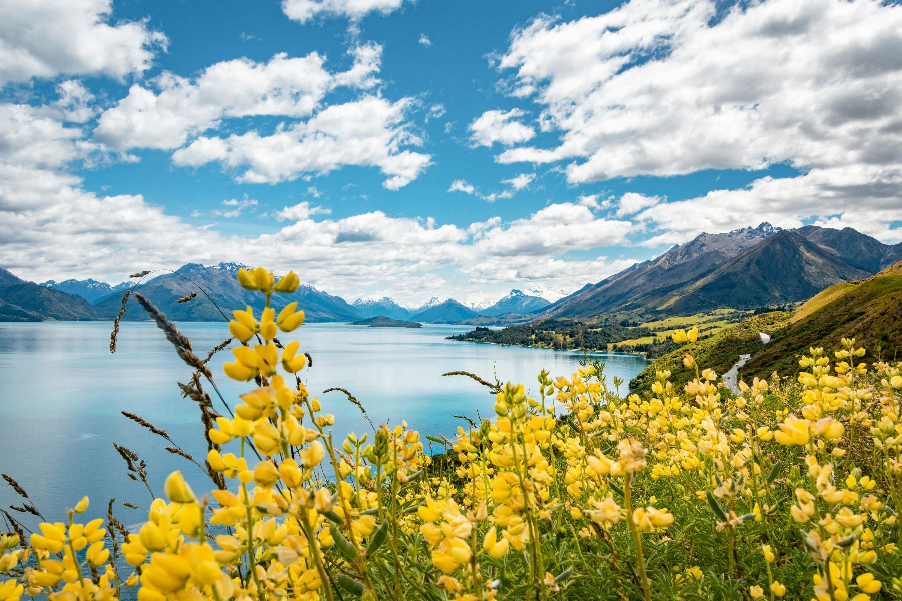 WIldflowers on Glenorchy Lake