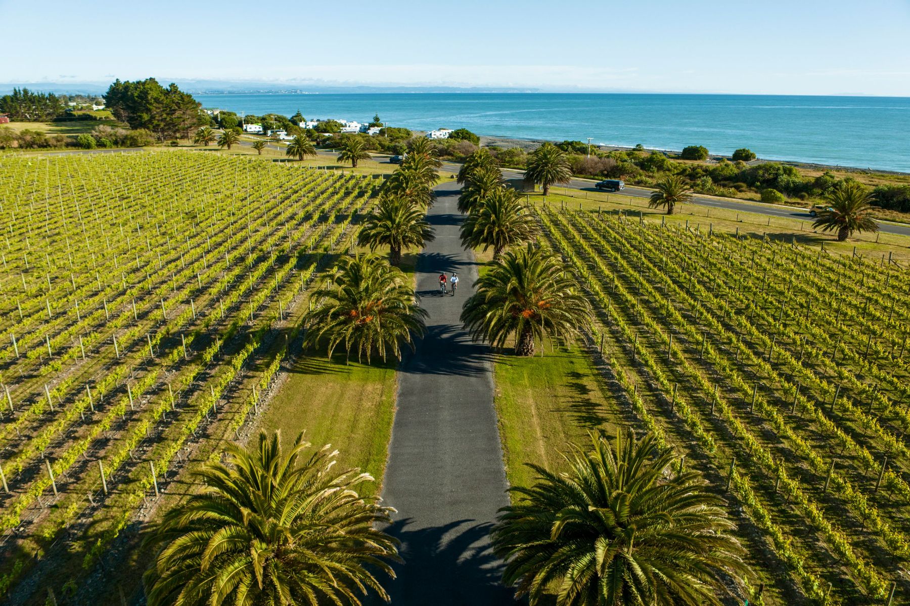 Cycling through vineyards at Hawke's Bay in New Zealand