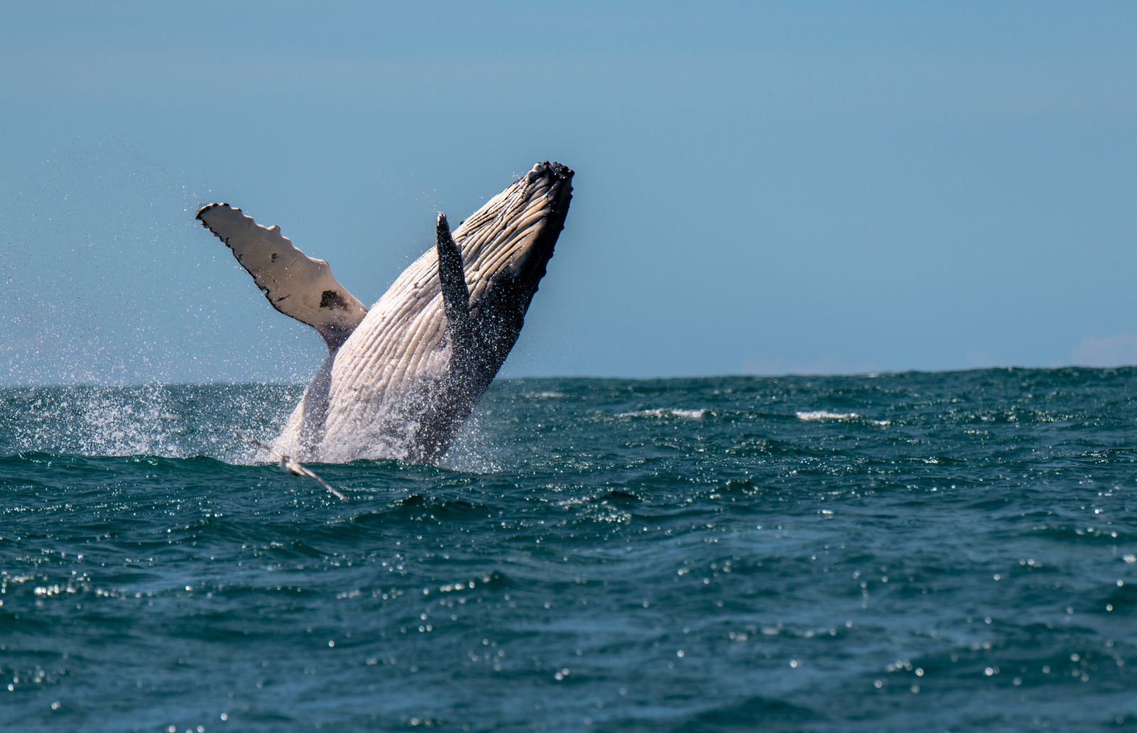 Humback whale splashing