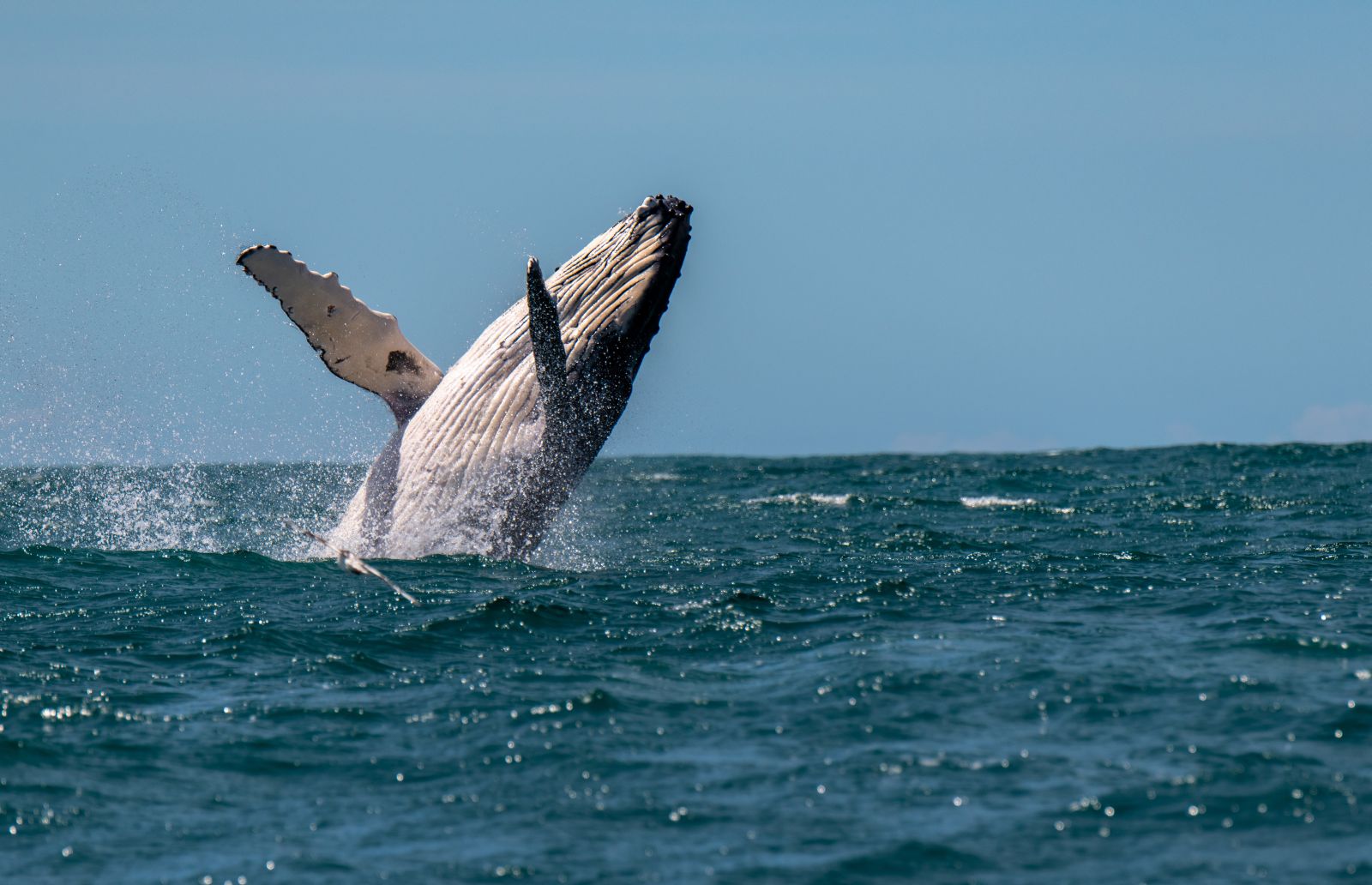 Humback whale splashing
