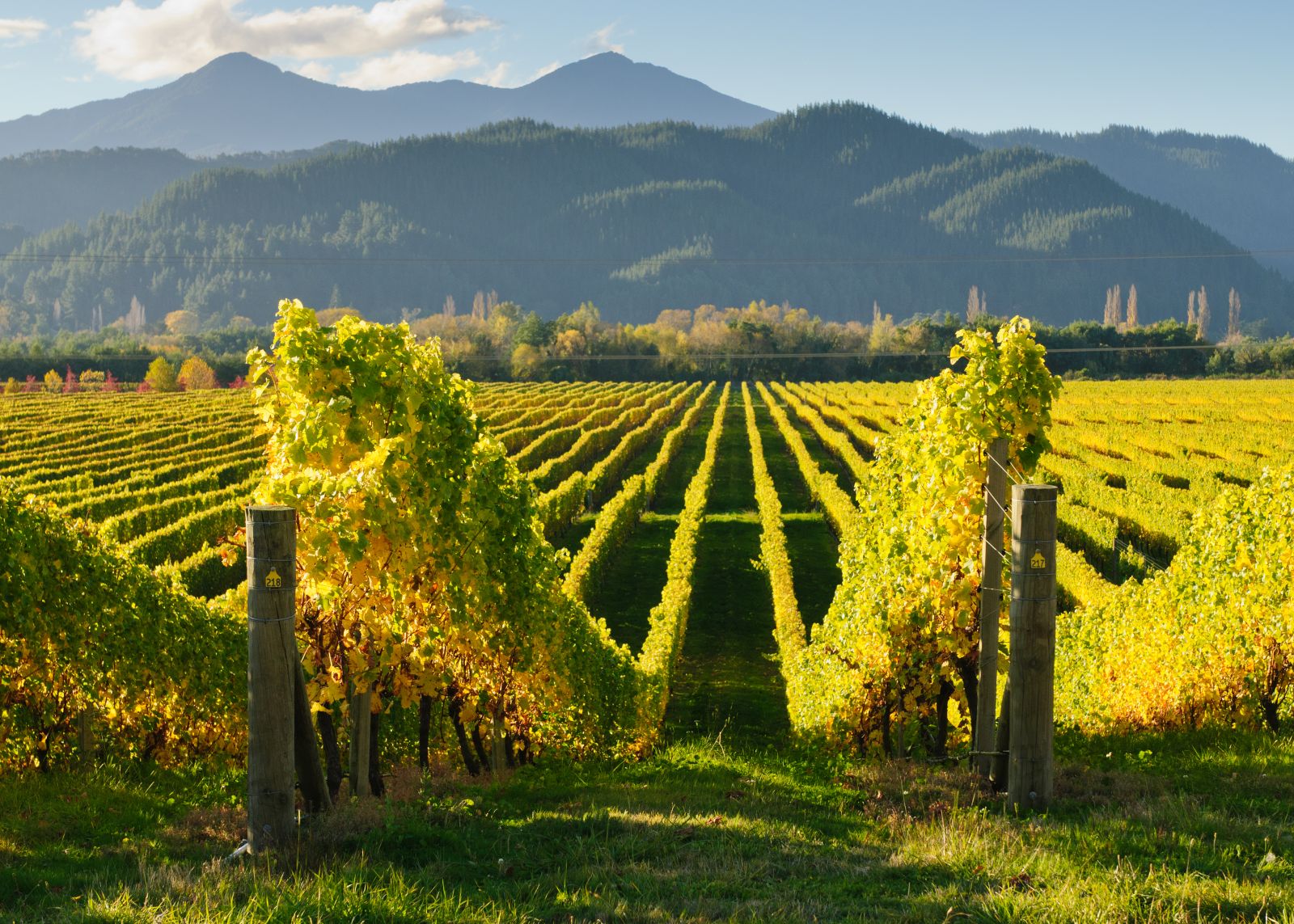 Rolling vineyards of Marlborough New Zealand