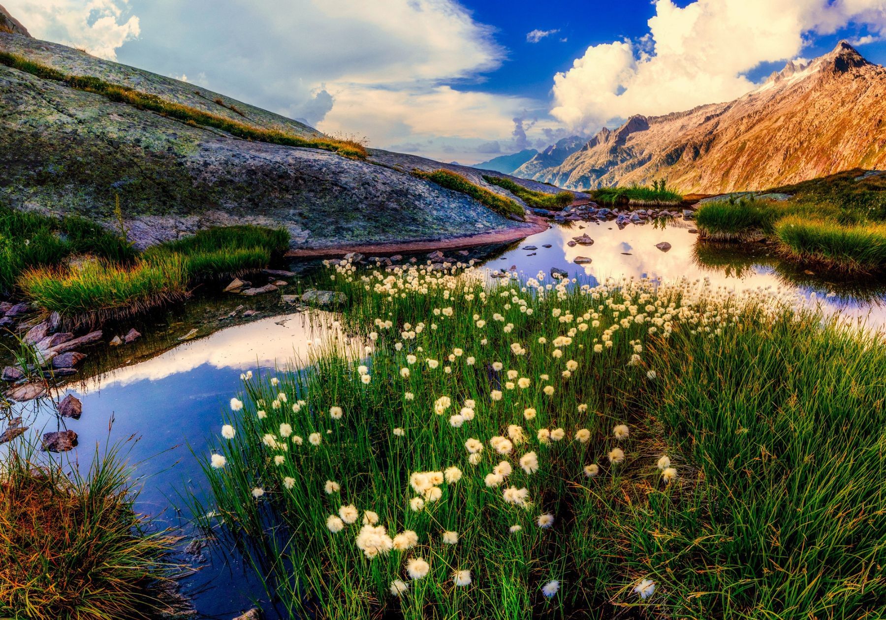 Dandelions and mountain reflections in a stream in New Zealand