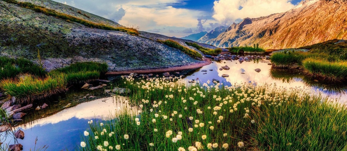 Dandelions and mountain reflections in a stream in New Zealand