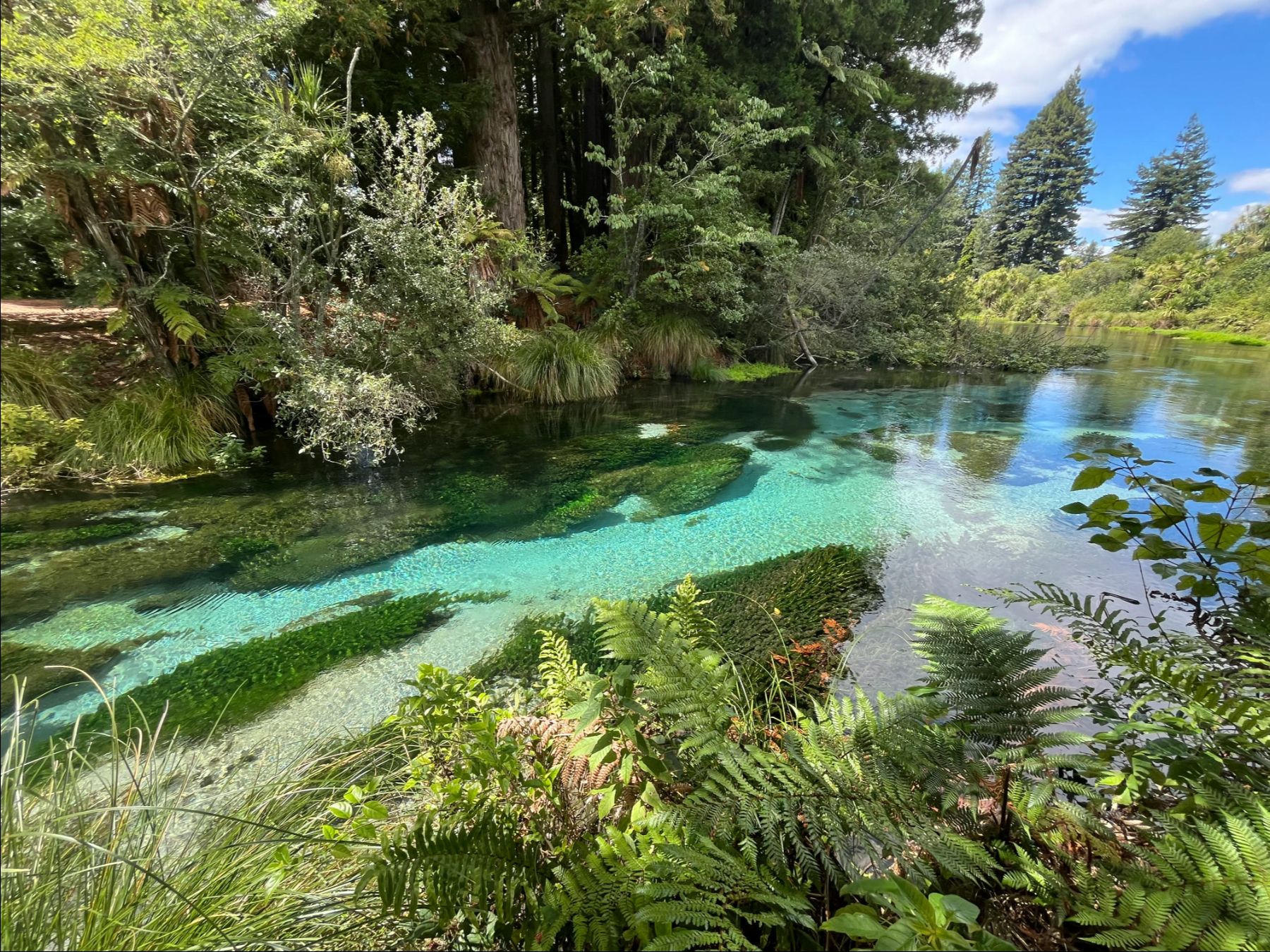 A clear-water stream in Rotorua