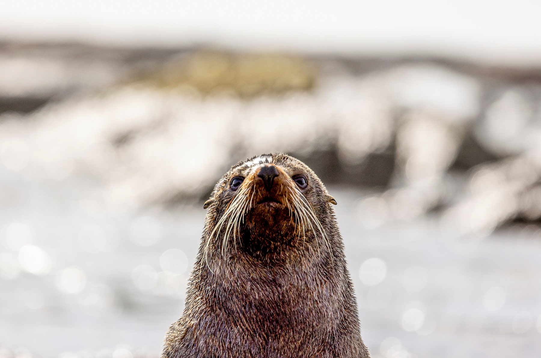 Close up of a seal on the coast of Kaikoura